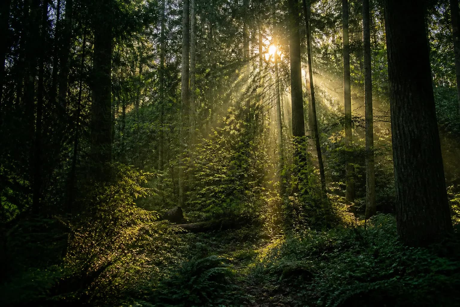 Forest behind the source and catalogue comparison